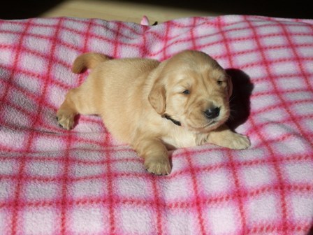 picture of Camo Pink 2